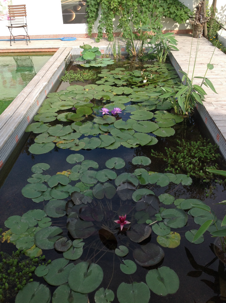 Piscine Naturelle dans un lotissement - Piscine Naturelle du Bruel