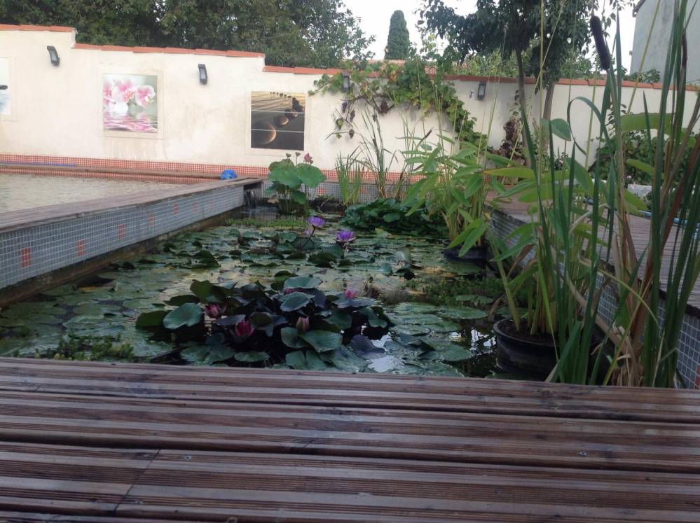 Piscine Naturelle dans un lotissement - Piscine Naturelle du Bruel