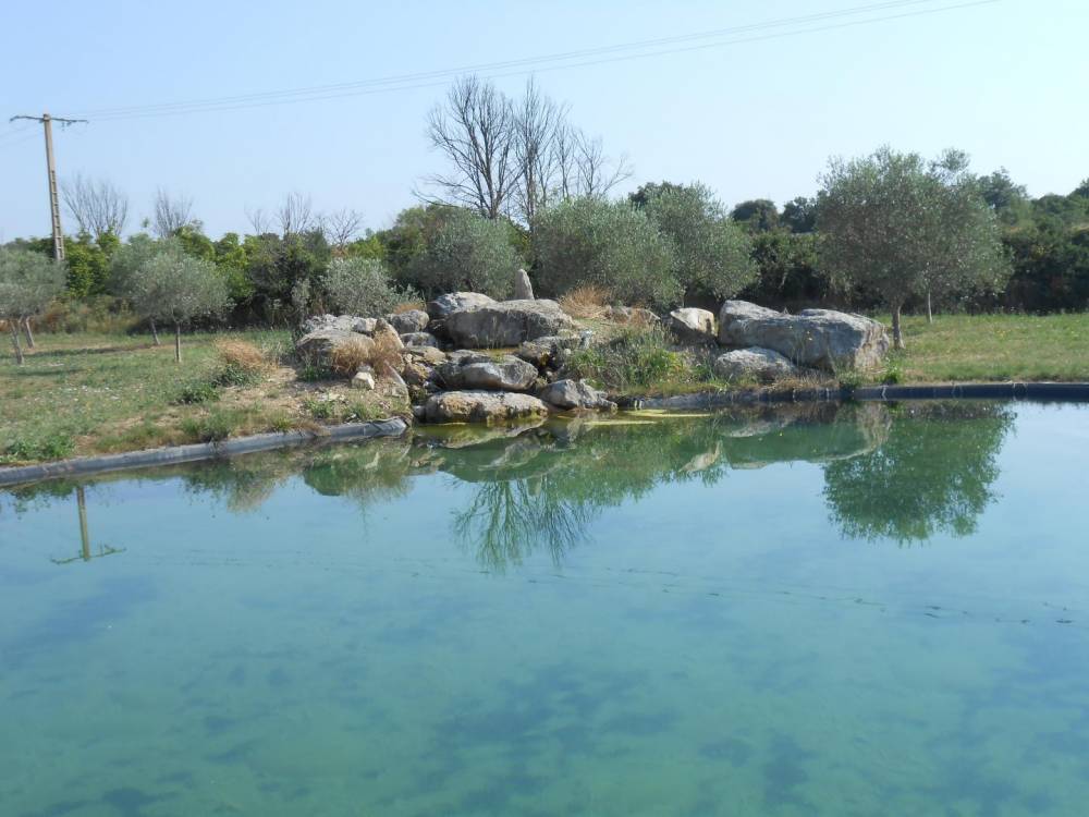 Piscine dans la plaine viticole d'Uzès- Piscine Naturelle du Bruel