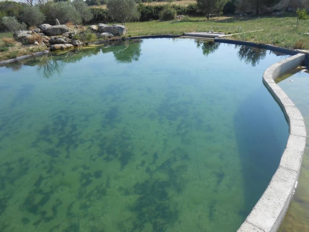 Piscine dans la plaine viticole d'Uzès- Piscine Naturelle du Bruel